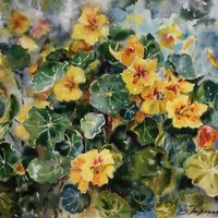 Summer yellow flowers