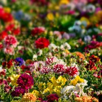 The artist's palette