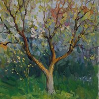 Home Garden. Flowering apricot