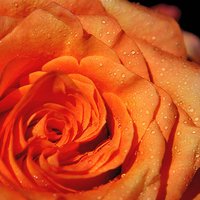 Fragile gift