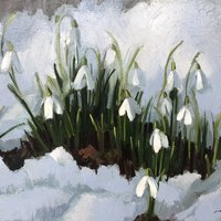 Snowdrops