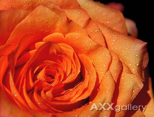 Fragile gift