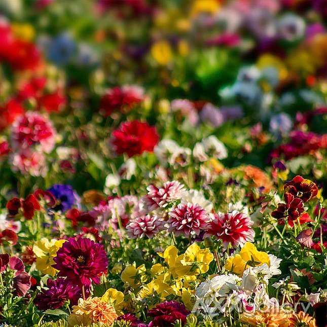 The artist's palette